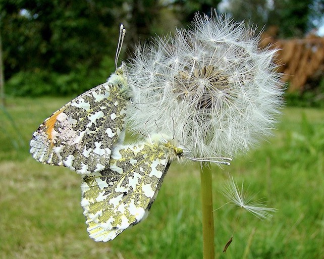 orange tip